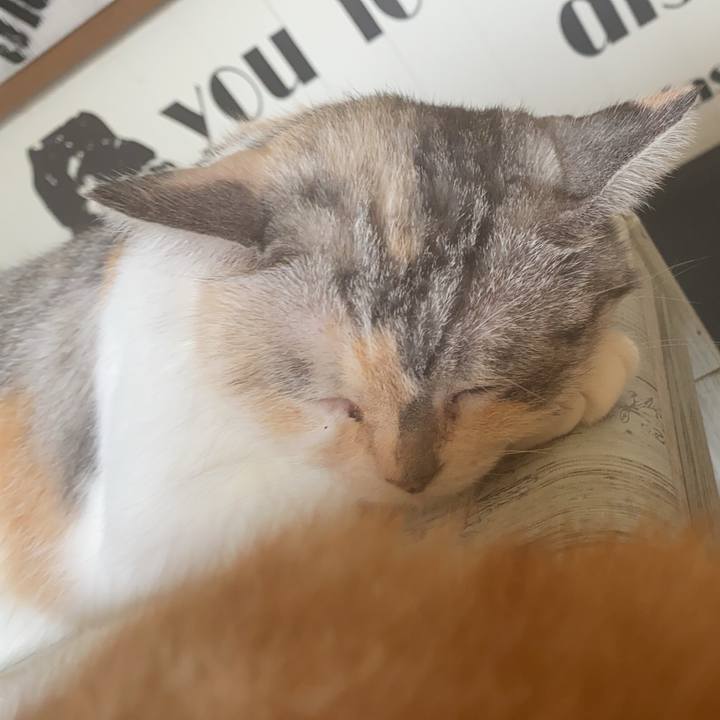 3eb0e2b0 561c 4a36 93cd a4ca995e9a03 1597022504682