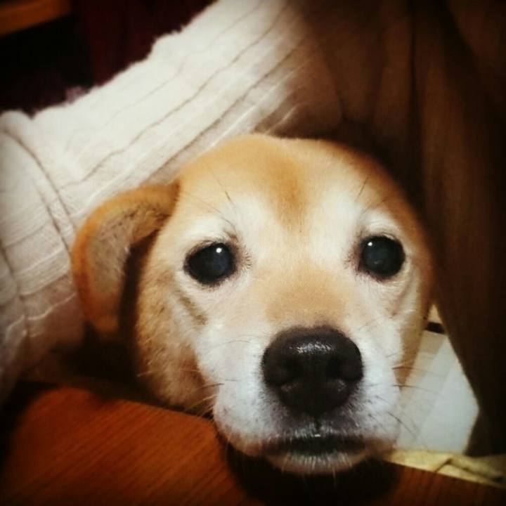 3eb0e808 710f 4f1a 8945 61bed9c0be06 1545554237210