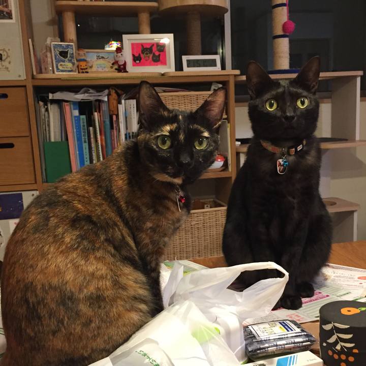 3eb1f0fc d795 4b67 8034 fda88039846d 1542294333621