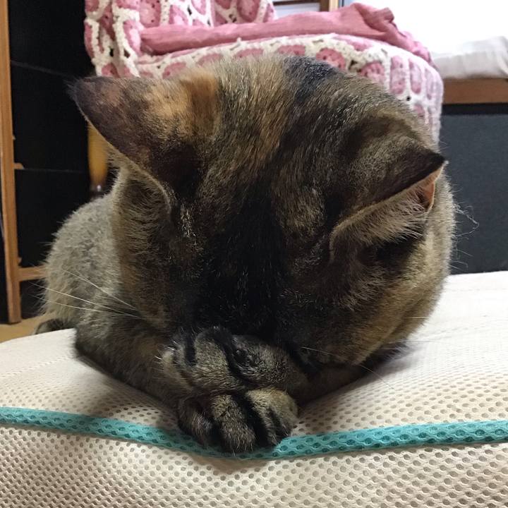 3eb28541 cb4e 4232 909e a60febc058c0 1595462509778