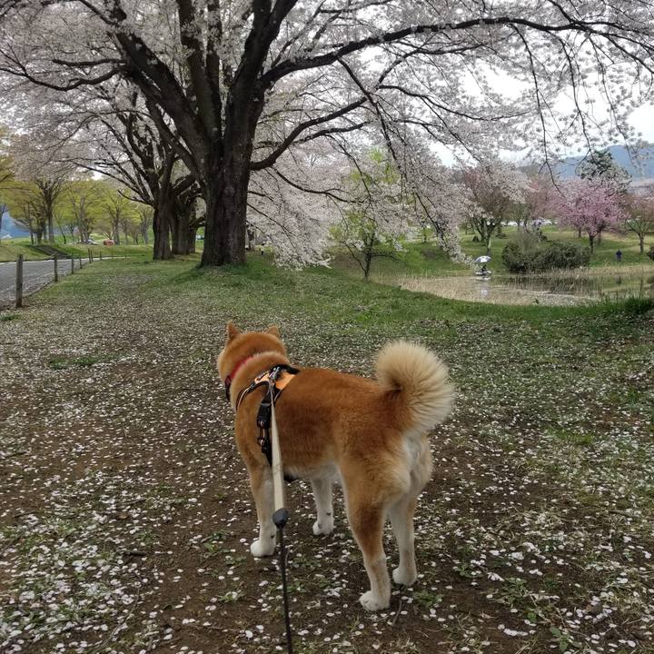 3eb5458b e2ff 4e9f a2b0 a8d5f4ca416c 1713675799397