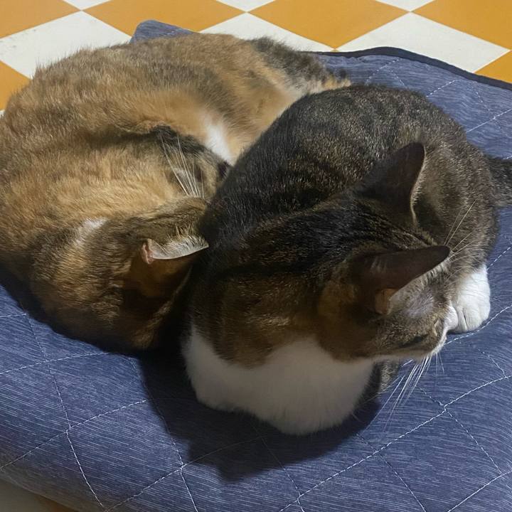 3eb88f86 896c 4a8e aa5f c8c47405474f 1727975617531