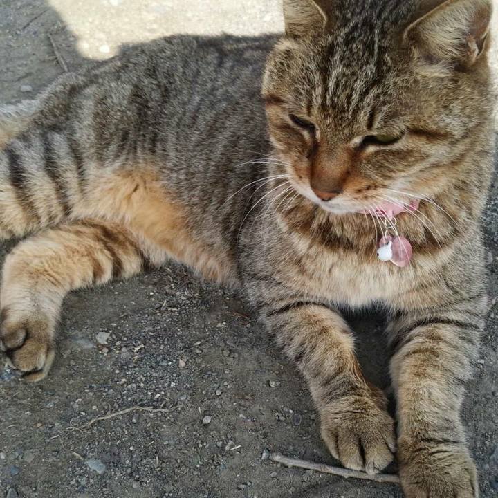 3eb8fbc2 5254 4c6f a3a1 524731e75dc4 1522288975464