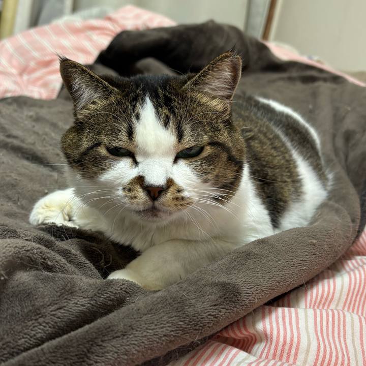 3ebb303c 5a4d 498f 8f47 4ec7526c273a 1761821245261