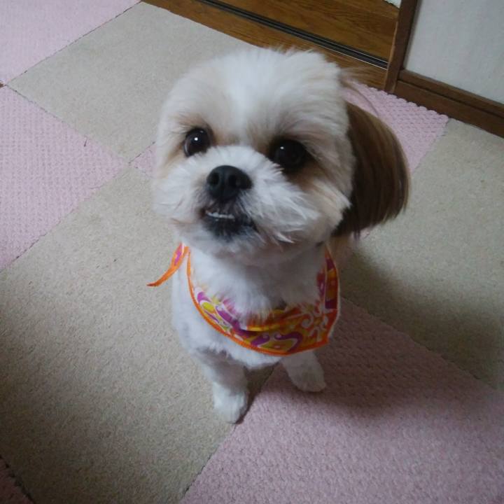 3ebc5398 eaec 4253 a88c abd52960dd5c 1513658514410