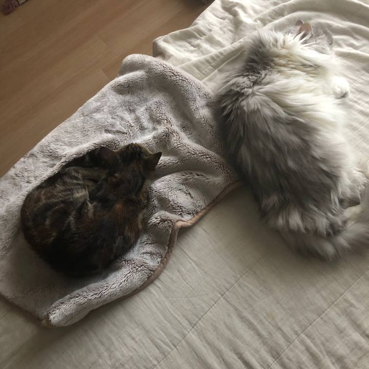 3ebf0f1a fcff 40d1 9a0d a1faf14cbbe9 1595835466696