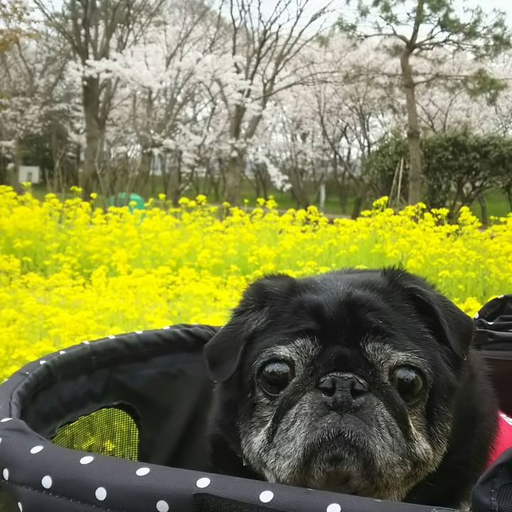 3ec192ad 1acd 4a79 b925 e863d4b00e2f 1523332519613