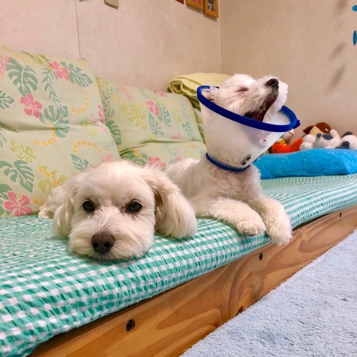 3ec41daa 2d4b 44cc 8b85 4449ece86e66 1527586947621