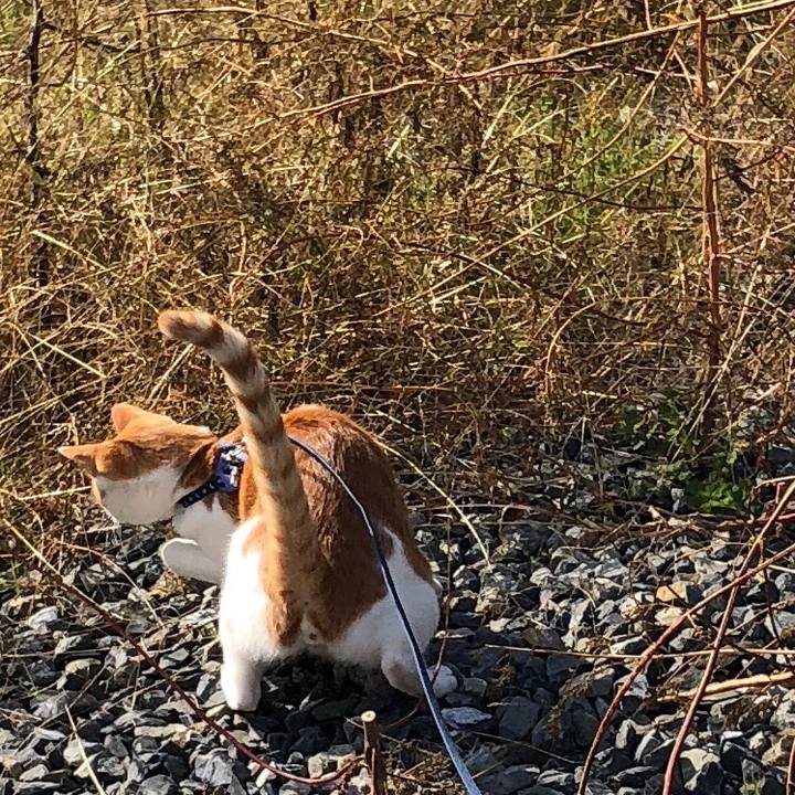 3ec45166 b4a8 48c8 9960 dd49408b552d 1541051698605