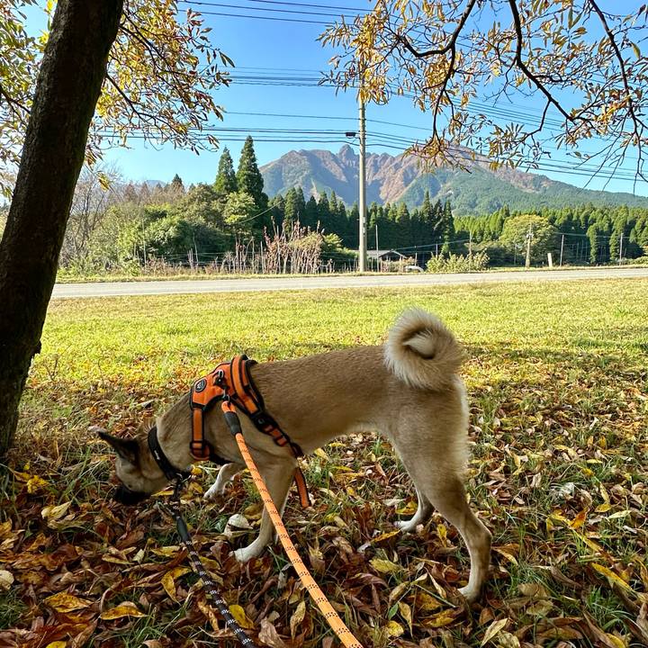 3ec6adce 1e73 42c2 93cb d2c55b6d2e4f 1731404695761