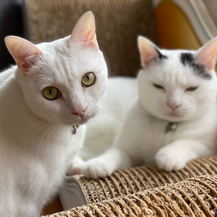 3ec81366 1b99 4be6 be89 93ed86e09e98 1599353332123