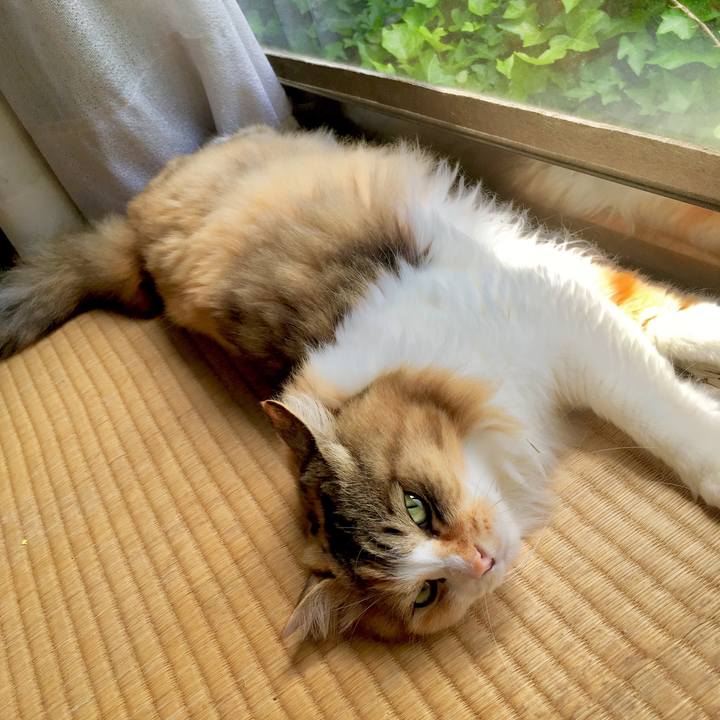 3ecd6089 9077 4a3d 9906 68c79c99db12 1558839171994