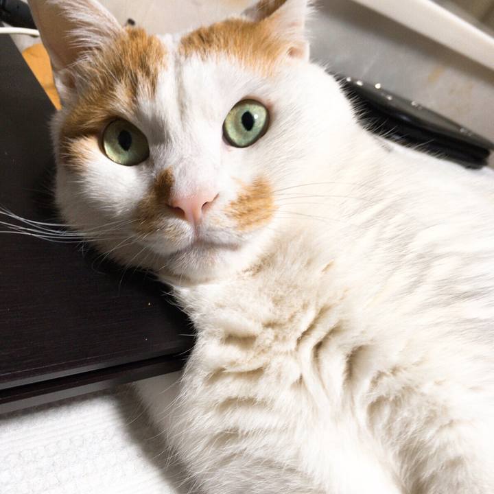 3ed04cbd ba40 4016 8a60 eda99d0b0535 1510922594454