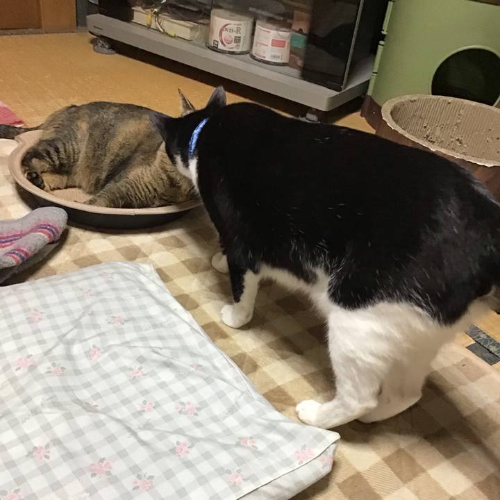 3ed54d1d 7f91 4591 a0bb 97e53e8cf8cc 1730279428798