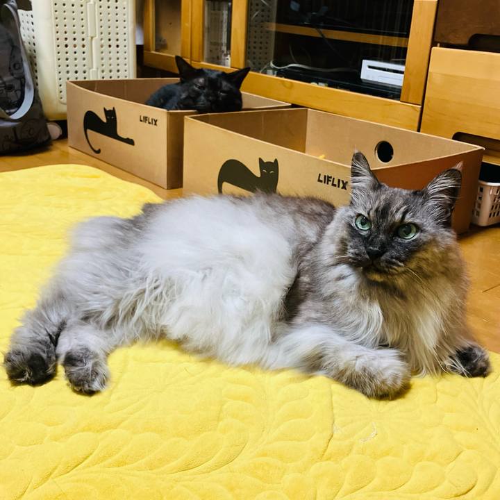 3ed8594e 63bd 4d52 b031 4497b5ce2db2 1746710082810