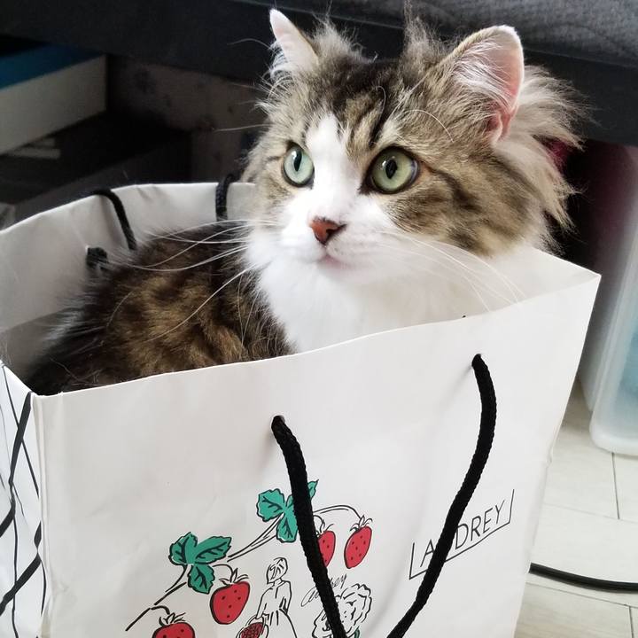 3ed9bb86 f16b 475a 9a1d caa442b2bc29 1591215358133