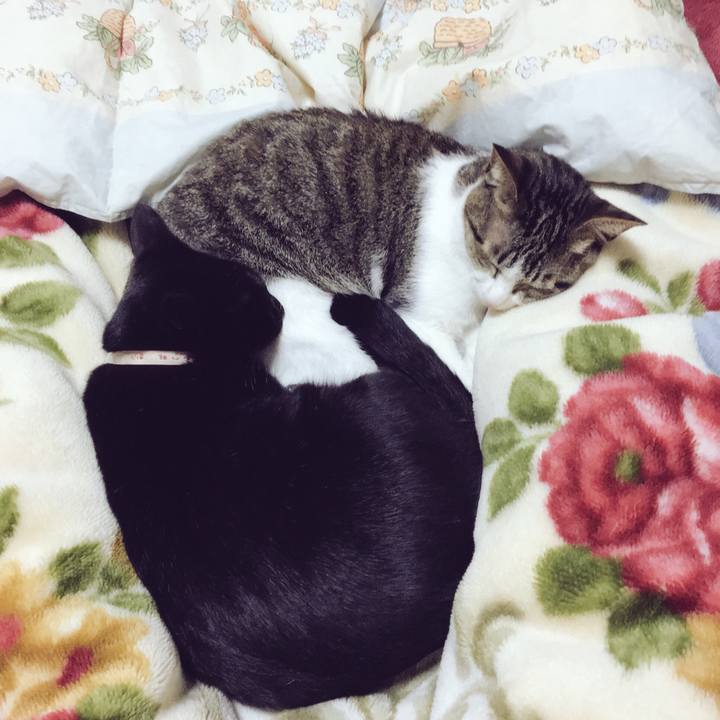 3ed9dfce 16bc 4505 8418 f61f122fdfe3 1508977377292