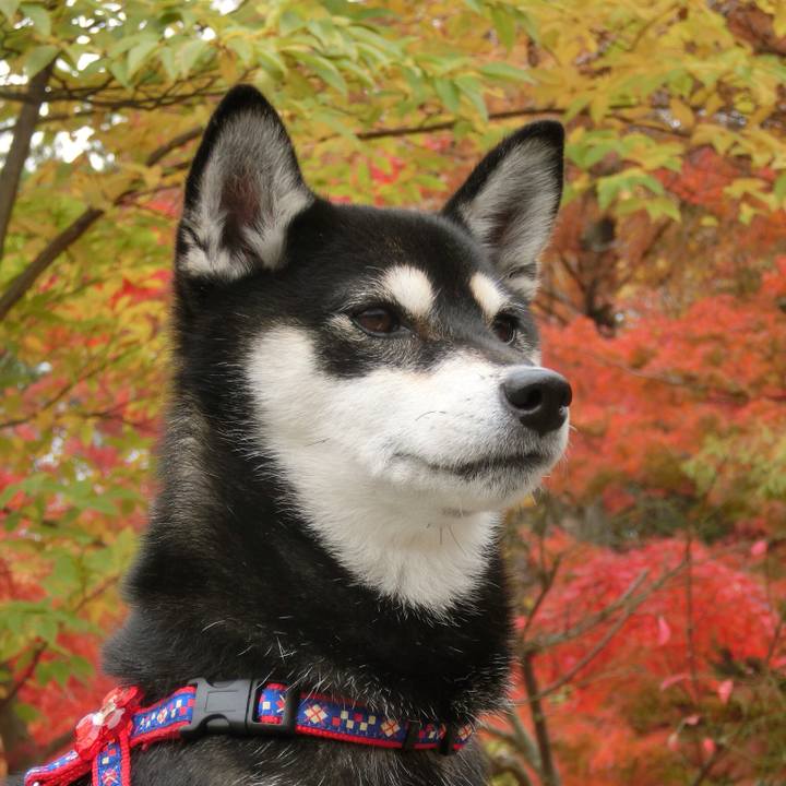 3ee0e5a0 ce12 4a2a 9d4c eedf61ffbb06 1510873809299