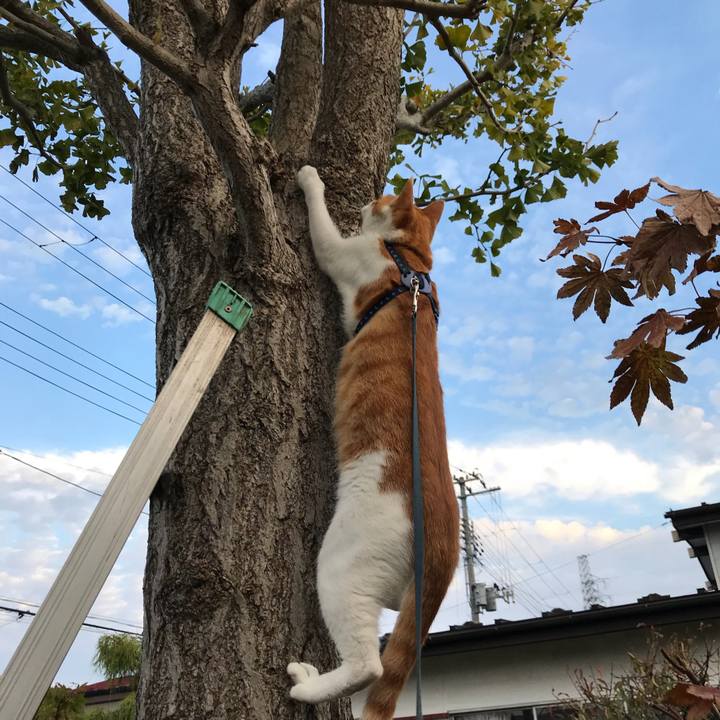 3ee123b4 c917 454c a171 9253b84025c4 1509685682820