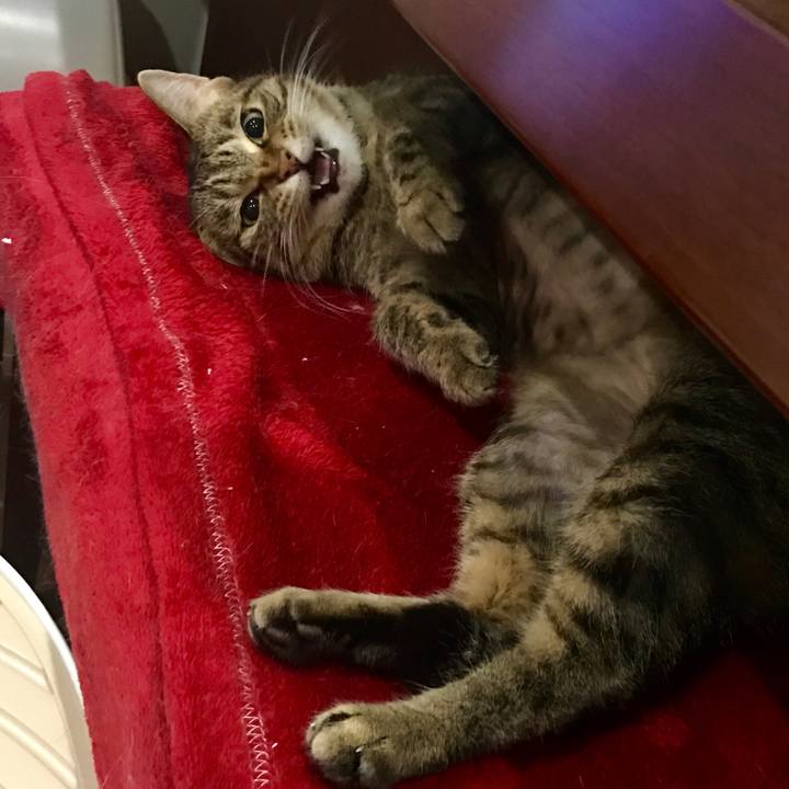 3ee2a87d 412f 4d1f b623 933f06c392d4 1529761625514