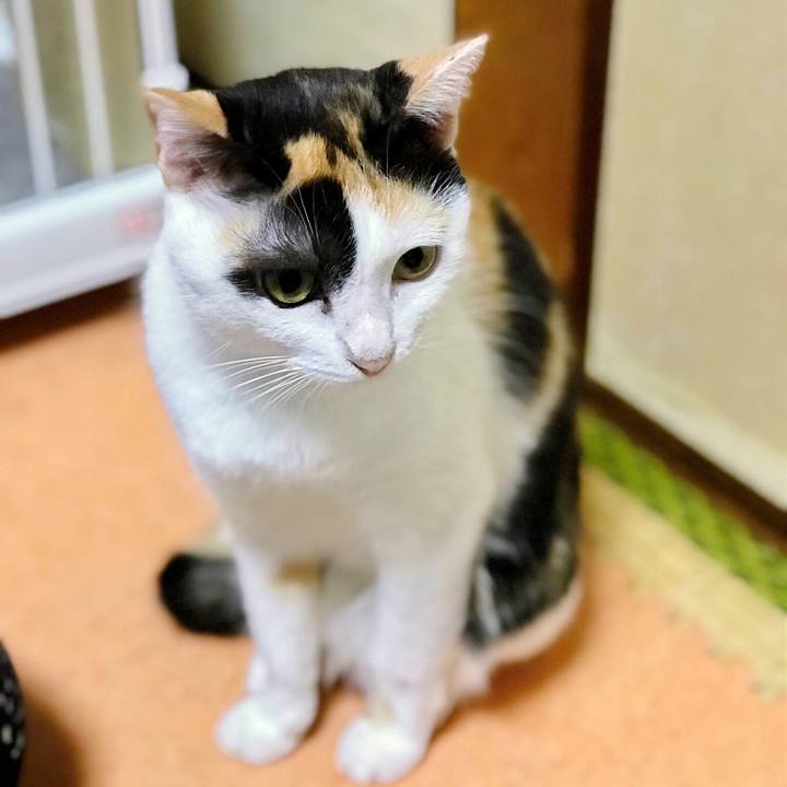 3ee4ab6c 2562 4f3f 89c1 8ff08e180a5d 1508119187622