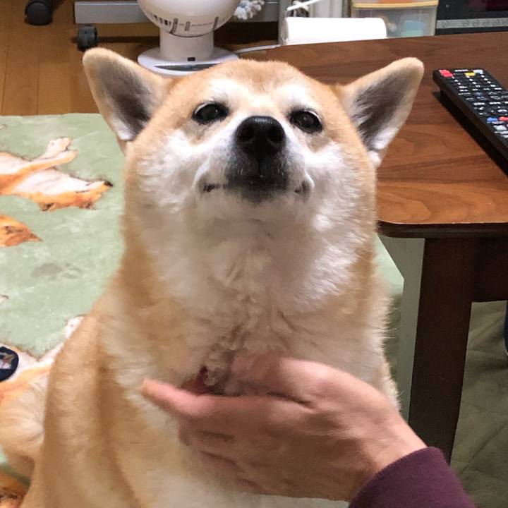 3ee788d6 a14f 4ed1 b3fa 8636b7f58cbe 1573992692739