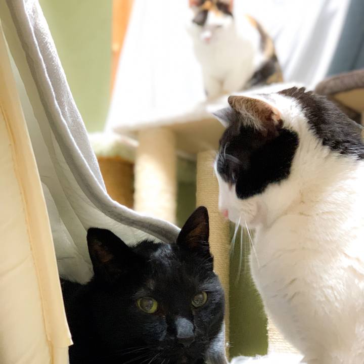 3ee92266 5a09 4694 86a8 bf1fc5a2b38c 1591840635297