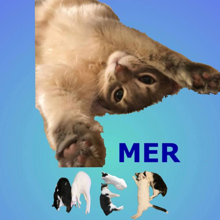 3eeba71b 40ae 4b84 93f5 0d5f3face6da 1667954986462