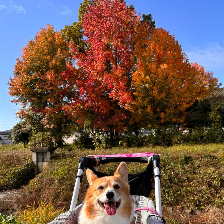 3eee93a9 98d2 415f b241 db703aeab542 1731811950510