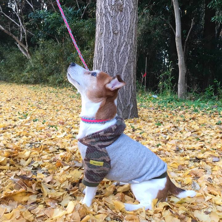 3eef5500 fb02 472e b233 5ae63ef20517 1544274030152