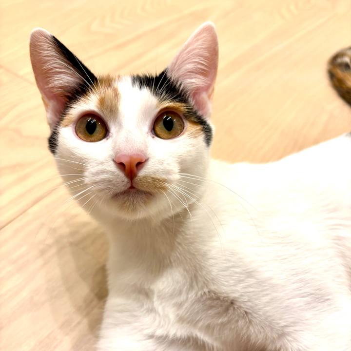 3ef01f90 5757 44e0 b0be c59caed09a31 1763110742101