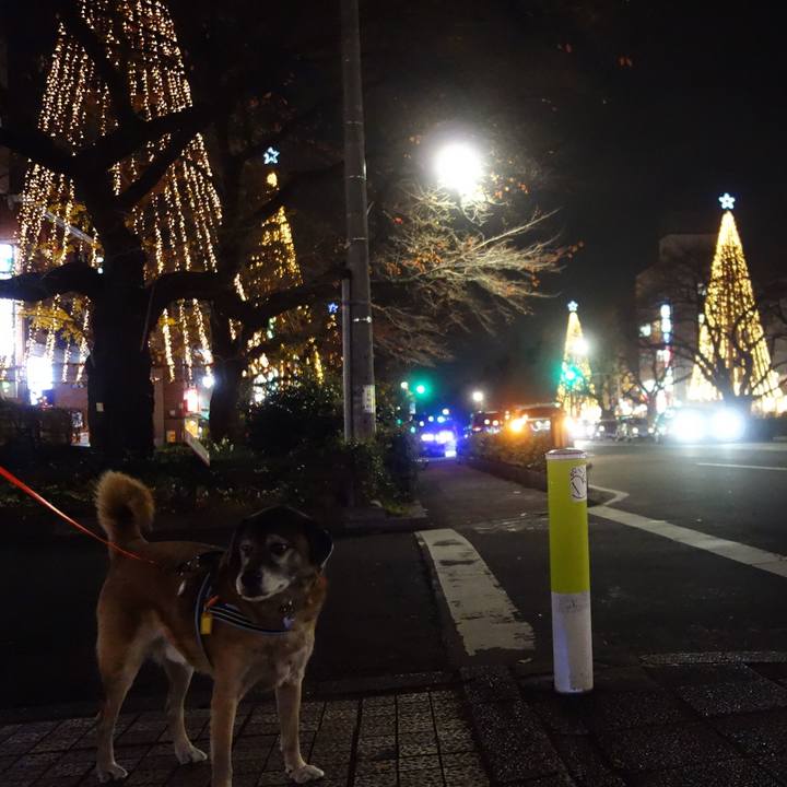 3ef9d42f 29b3 4a6d 8458 9f7848aaf92d 1544268191584