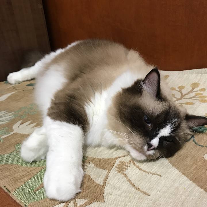 3efb6a09 017f 4251 8030 5441c65e4a2c 1507889499654