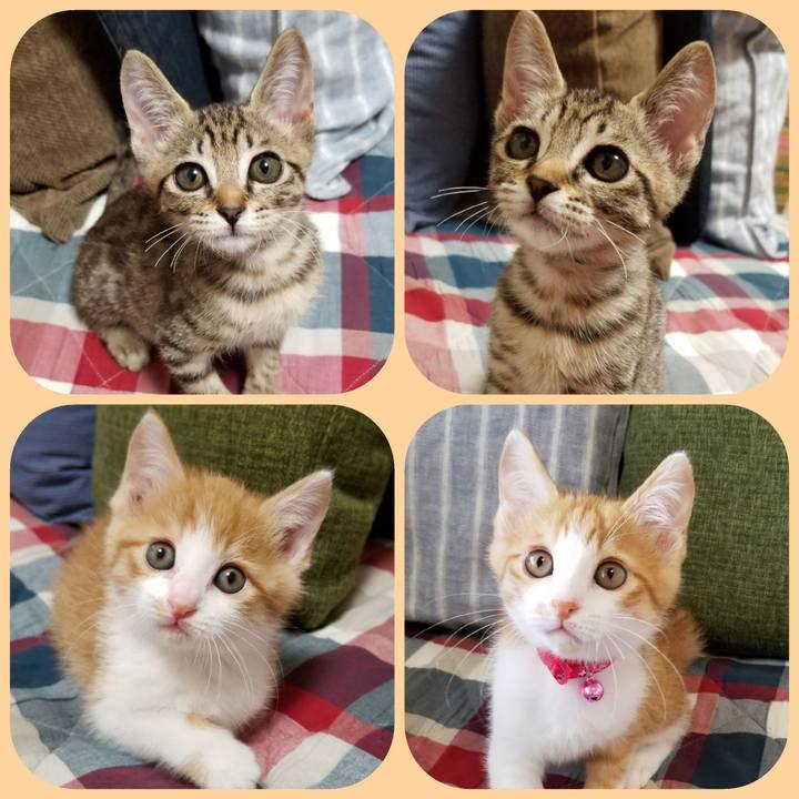 3eff4788 fd4b 433b 80cc 8b71f91ba94b 1537892774431