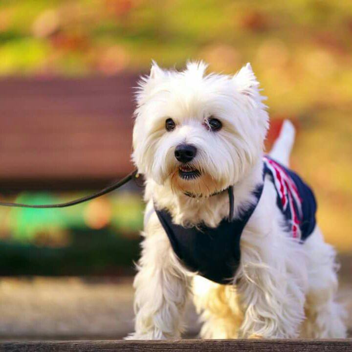 3effaea4 4415 4c7e 8f70 834ced81736f 1512952246753