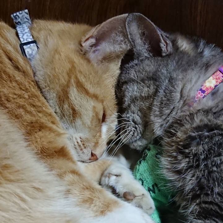 3f00a56e 87f6 45ec 8b9d 6d6e7fe13d9c 1587128676863