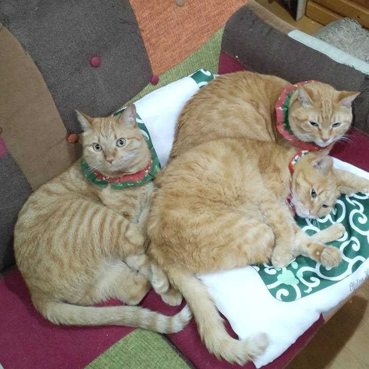 3f01f3bc 2cd7 4443 bd59 b0e67105d356 1665228551368