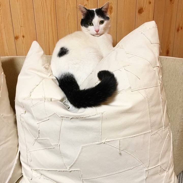 3f036901 ceac 4d6d 8821 34c42e9783d3 1511025187584