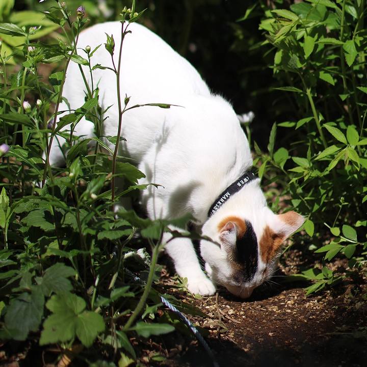 3f055e02 b773 4da4 bdd4 6501ff3ec21a 1588129259955