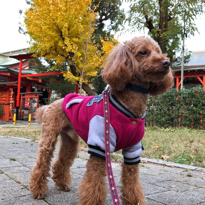 3f0c67bb 0973 40c6 8b56 5adb8c5cadd1 1575965167718