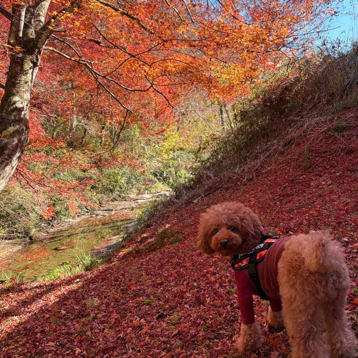 3f0e7790 ce90 4fdd 9512 81067b67077c 1763897963925