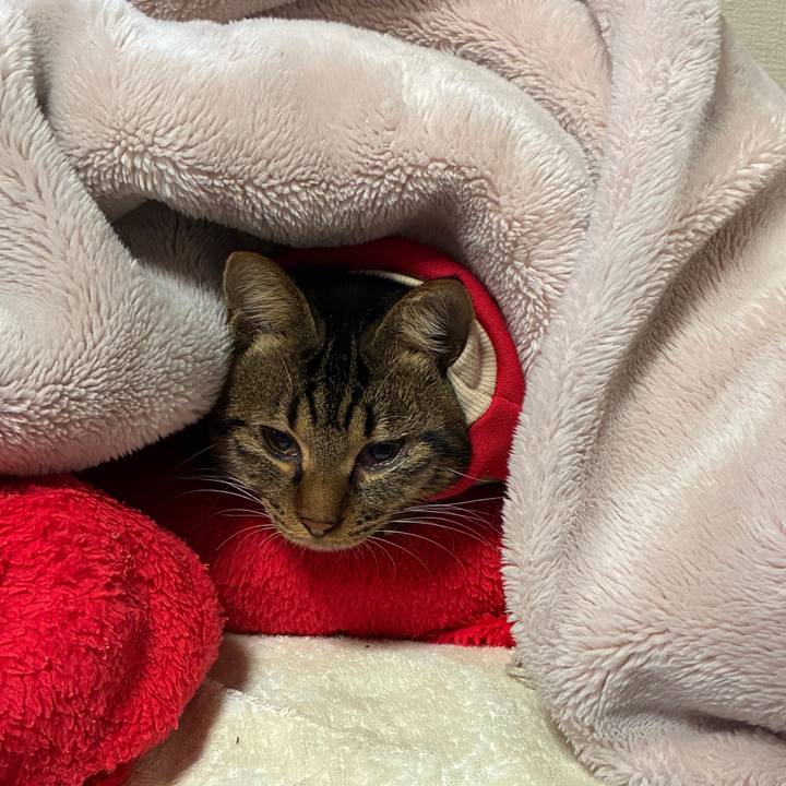 3f12033c 284e 4f88 baca 812e98f7eb64 1761860361642