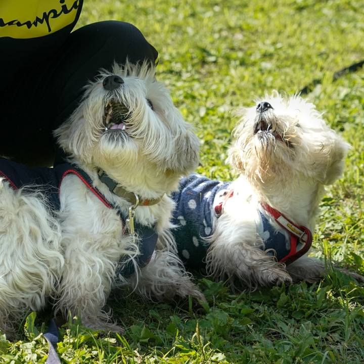 3f18a88e edaa 4212 8773 70cae0bd1c20 1526391795153