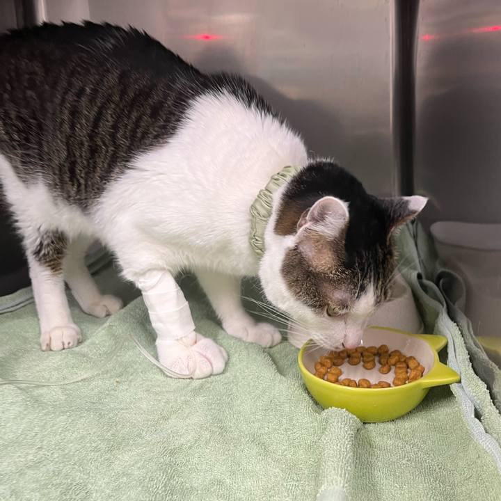 3f1f56c2 58e4 4c0d aa96 534d68767829 1764754291672