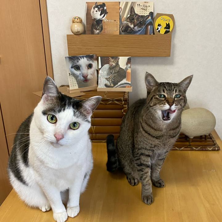 3f248165 bc8d 4ecf 8793 051ce7d9e0da 1765869792741