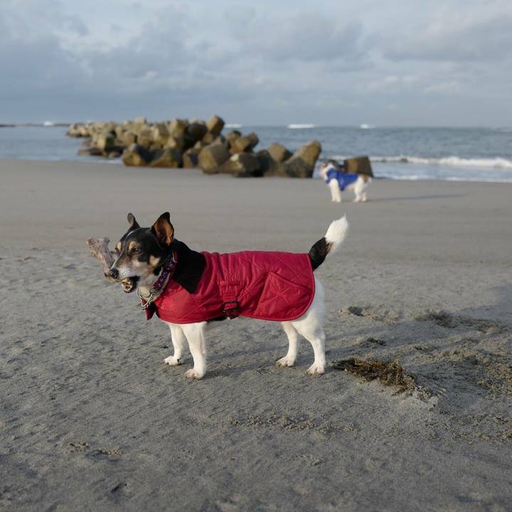 3f2593a9 7620 43f3 b63d 315896c4e104 1517117112464