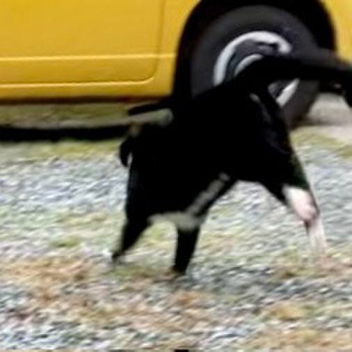 3f283d78 2698 4dd7 b3de 8561bdf50075 1733729331061