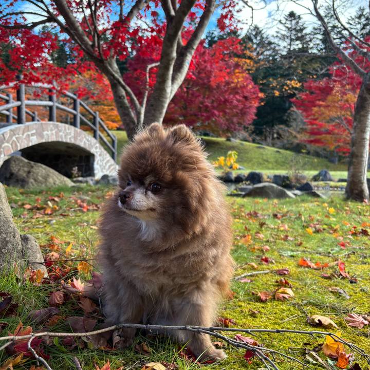 3f2853a3 8c4d 4b0c be94 e270804f6cab 1762156597639