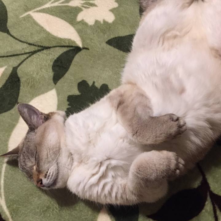 3f286337 78f5 482d bfd4 8e553cdeb331 1581766748734