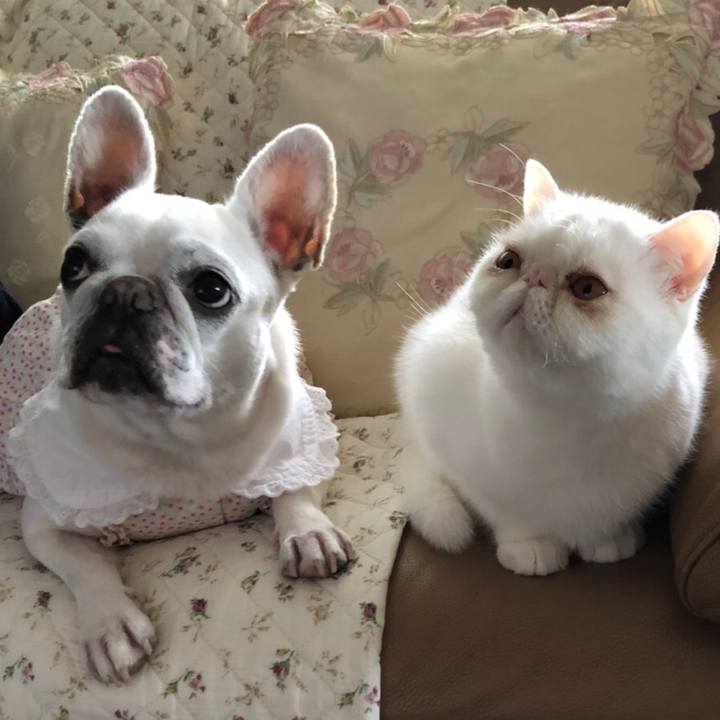 3f2da84f edd1 48c8 a90a 55b5fa73da3e 1591019514459